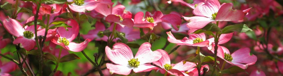 Becoming a Modern Proverbs 31 Woman